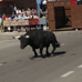 foto de los novillos